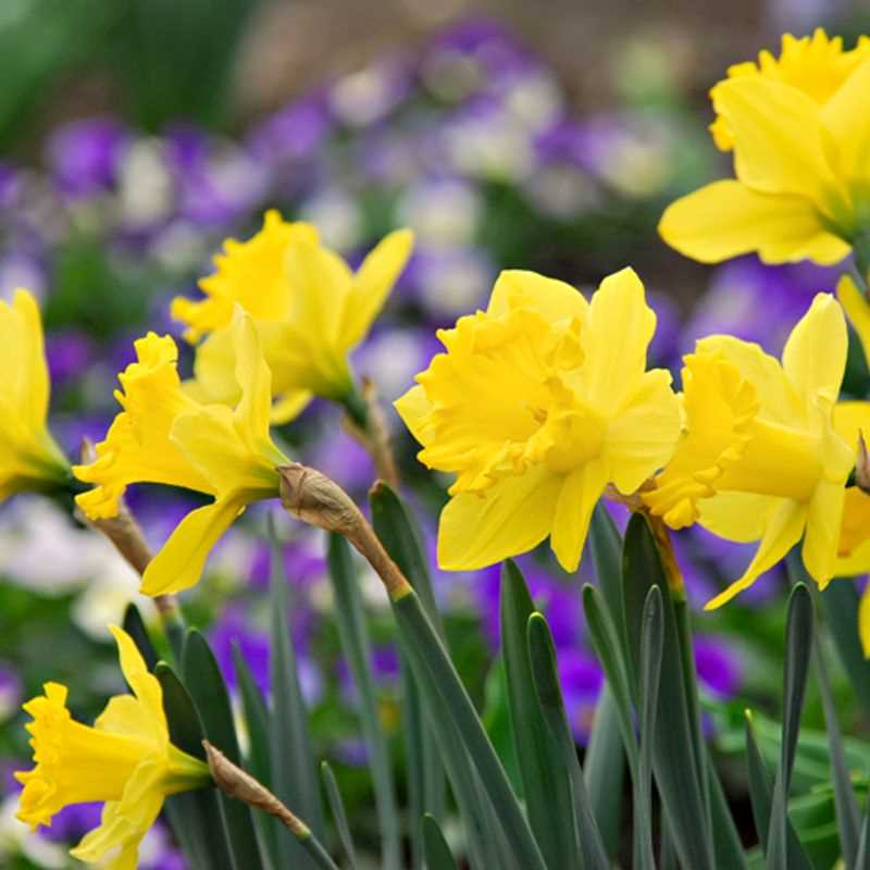 Narcissus Trumpet Dutch Master