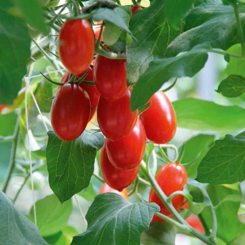 Roma Tomato Seed Plug Grow Kit