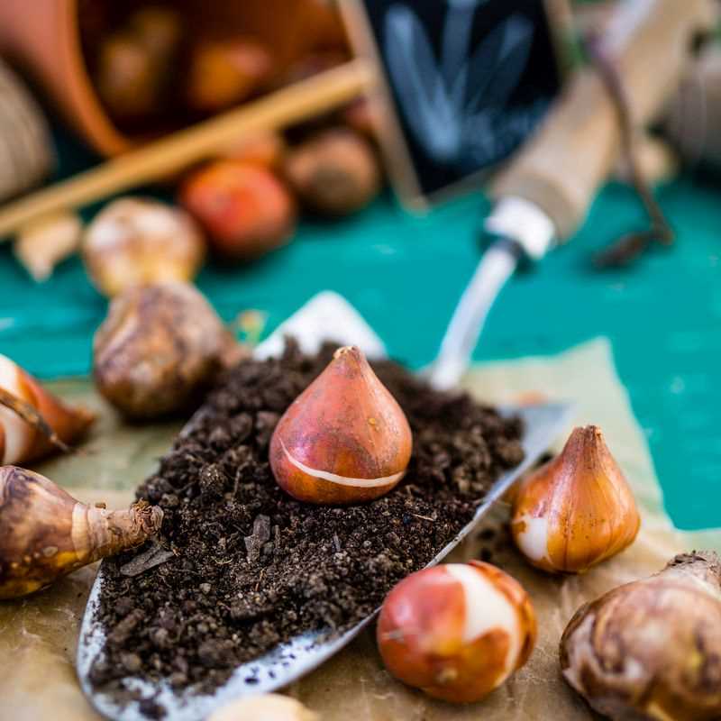 Tulip Double Fringed Australia Assorted