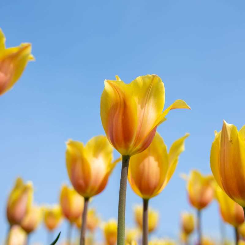 Tulip Single Late Blushing Lady