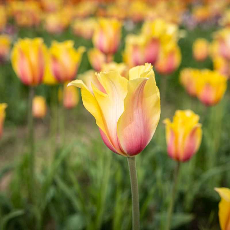 Tulip Single Late Blushing Lady