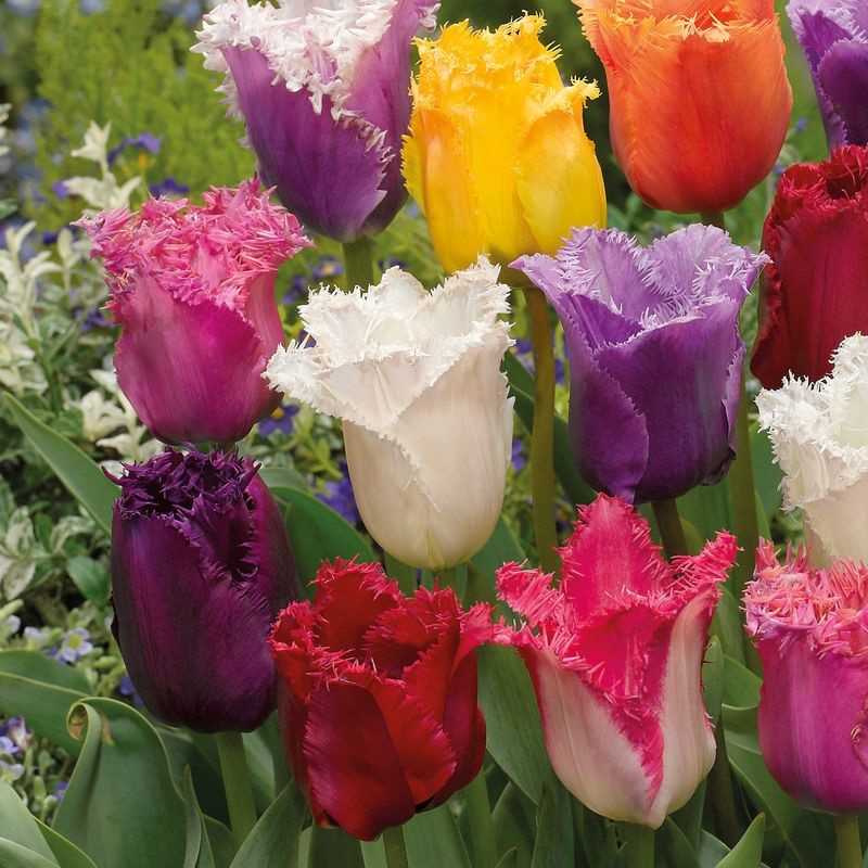 Tulip Fringed Assorted