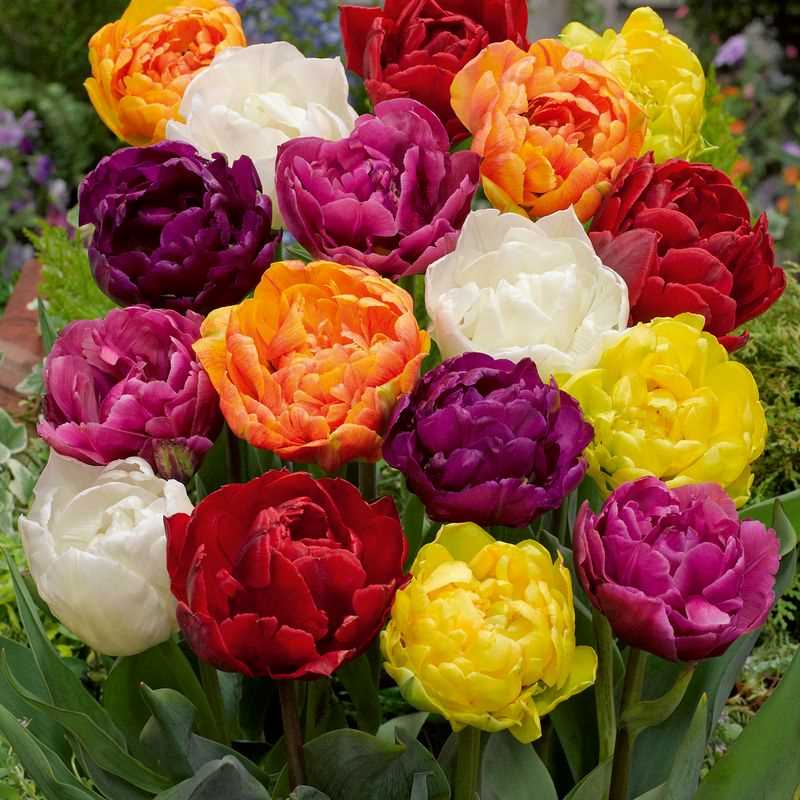 Tulip Double Early Bright Assorted