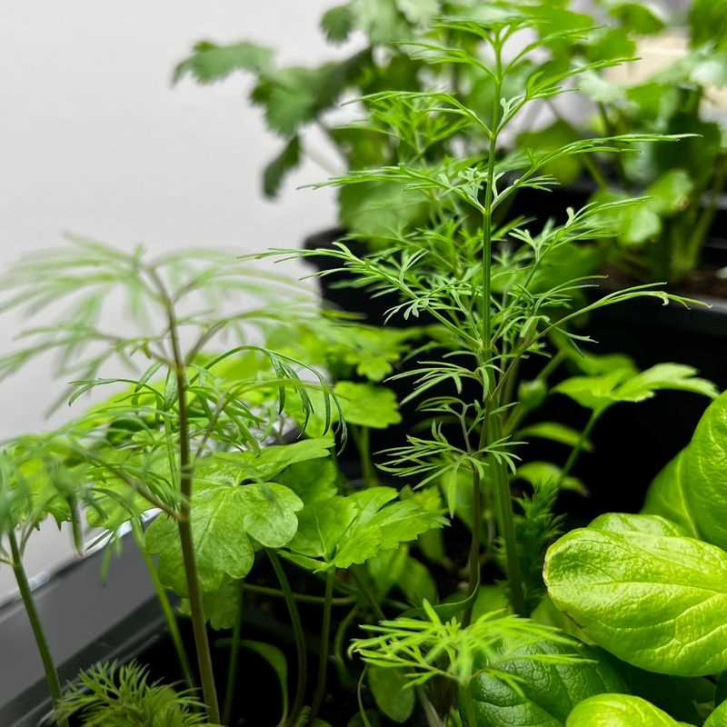 Bouquet Dill Seed Plug Grow Kit