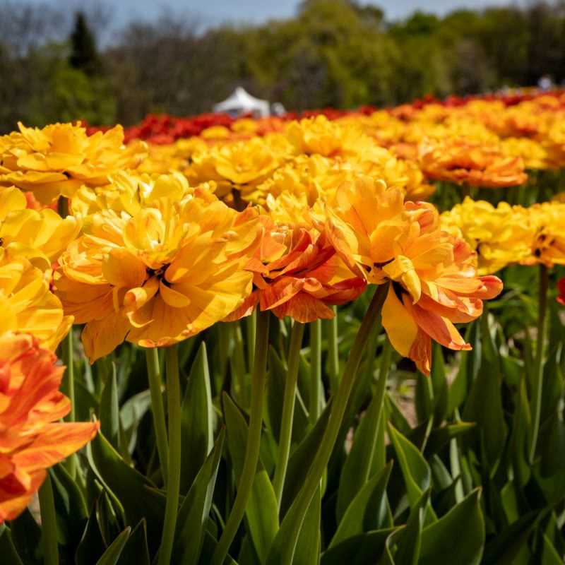Tulip Double Late Sun Lover