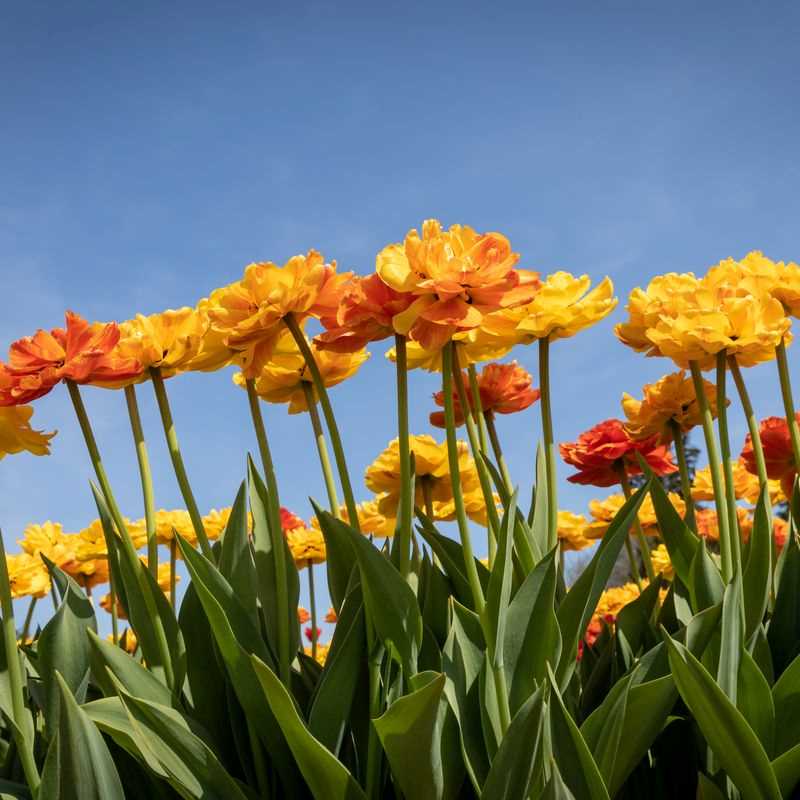 Tulip Double Late Sun Lover