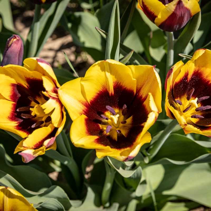 Tulip Triumph Gavota
