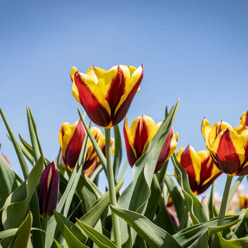 Tulip Triumph Gavota