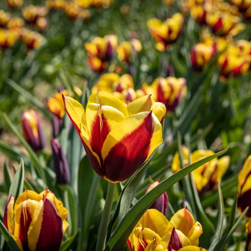 Tulip Triumph Gavota