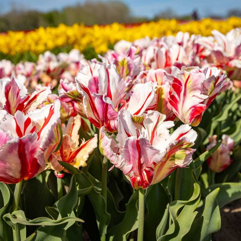 Tulip Parrot Estella Rijnveld