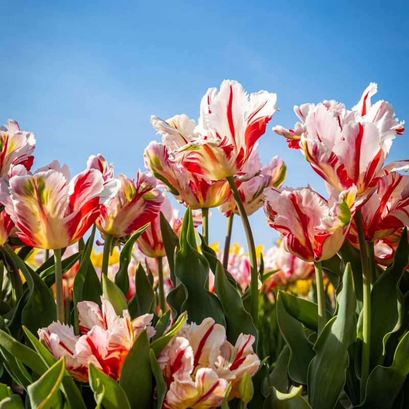 Tulip Parrot Estella Rijnveld