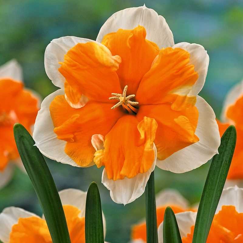 Narcissus Split-Corona Orangery