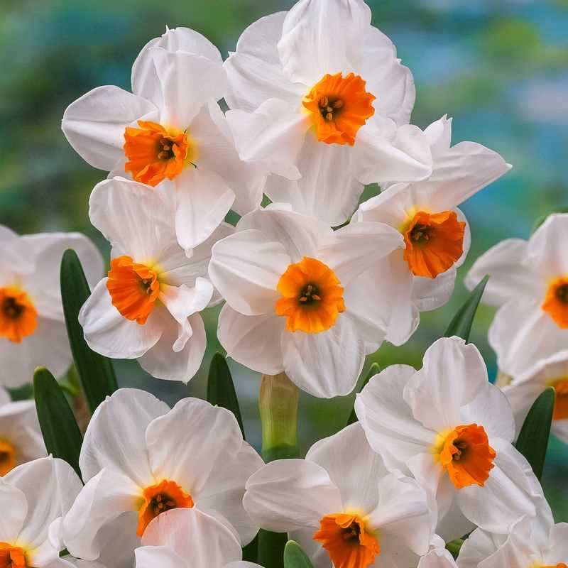 Narcissus Tazetta Geranium