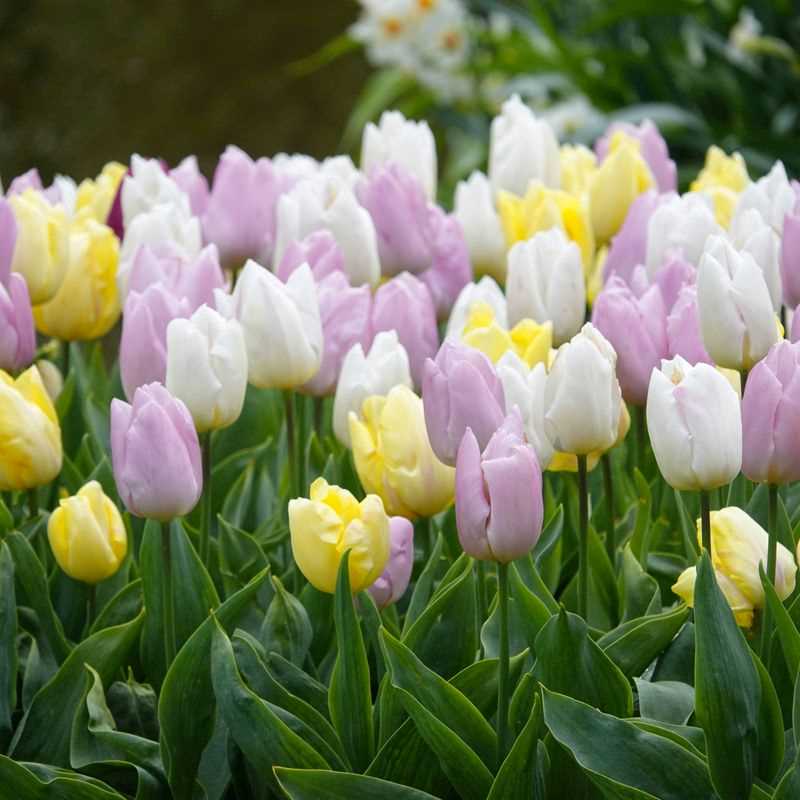 Tulip Early Prince Assorted