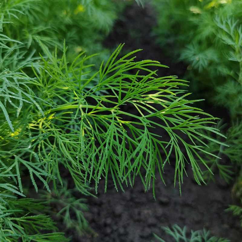 Bouquet Dill Seed Plug Grow Kit