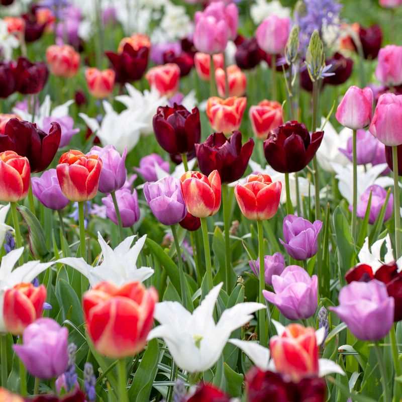 Tulip Lily-flowering and Triumph Assorted