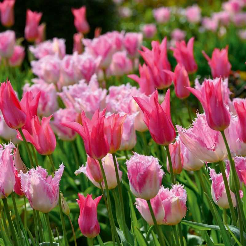 Tulip Huis ten Bosch & Mariette