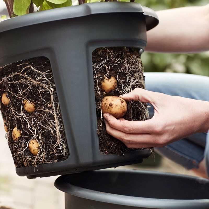 Potato Grow Bucket