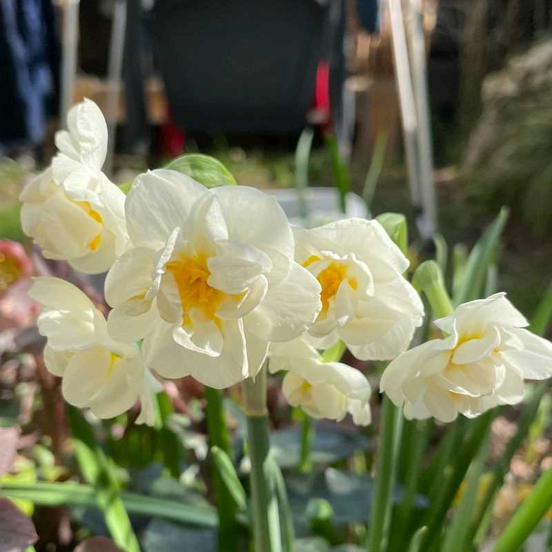Narcissus Double Cheerfulness