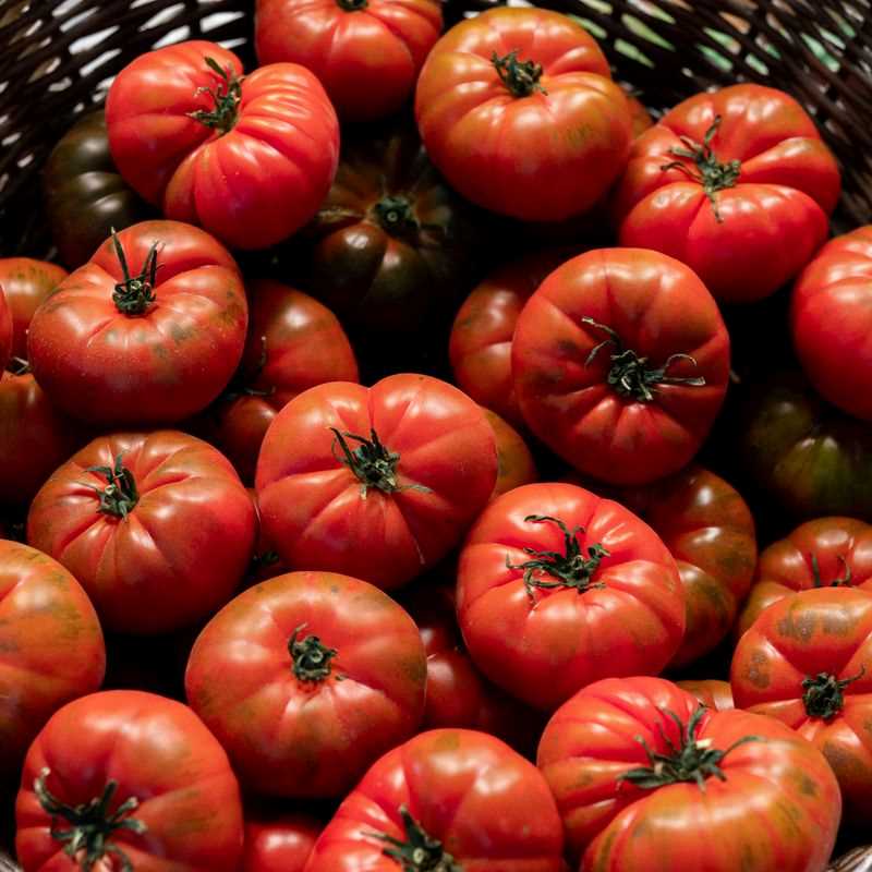 Beefmaster Tomato Seed Plug Grow Kit