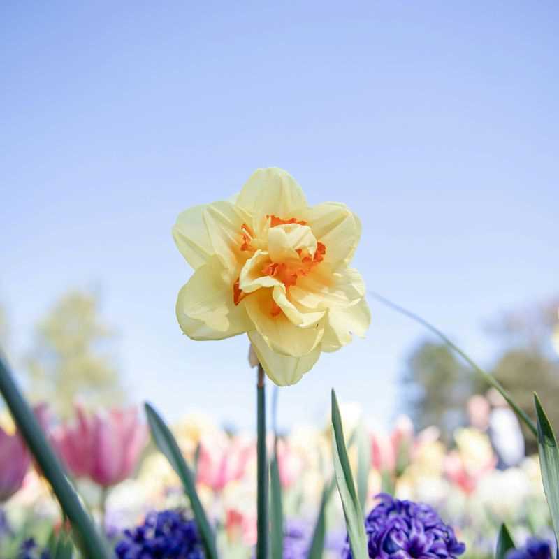 Narcissus Double Replete