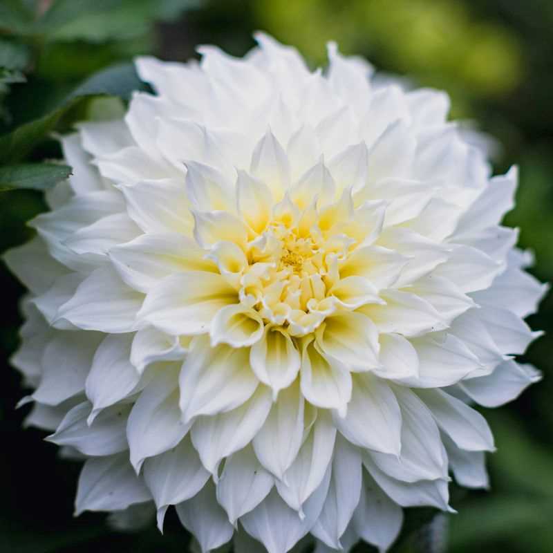 White Perfection Dahlia (Dinnerplate)