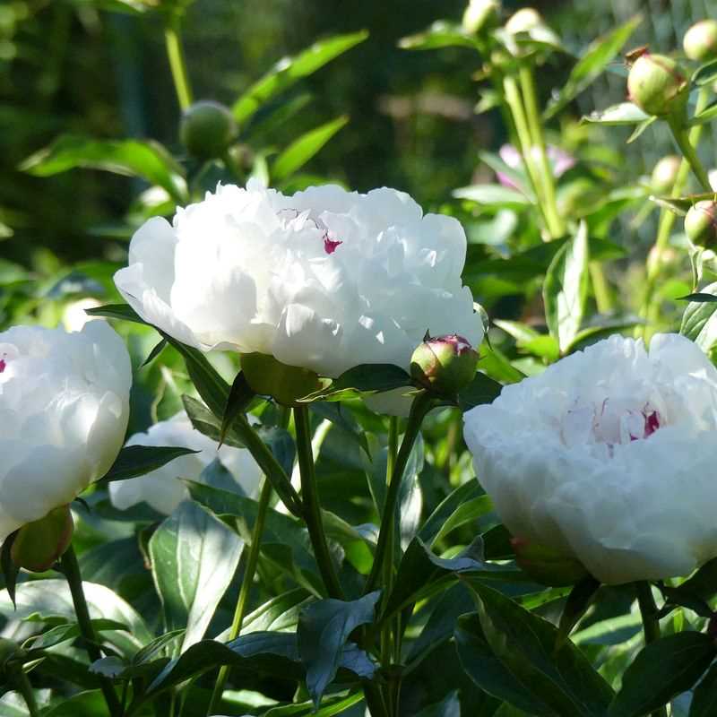 Festiva Maxima Peony