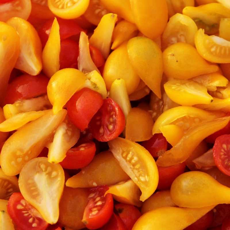 Yellow Pear Tomato Seed Plug Grow Kit