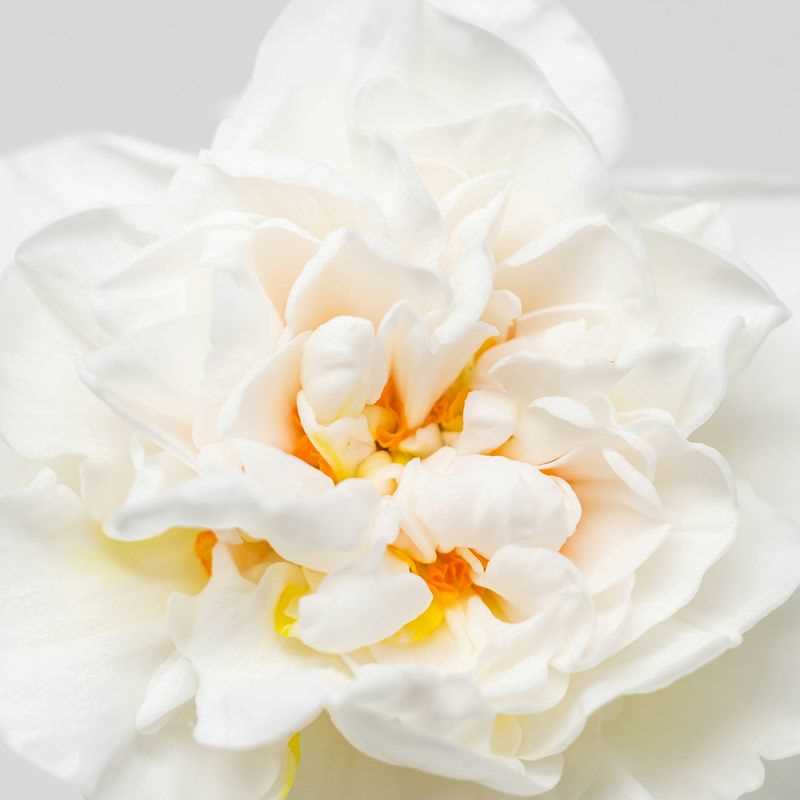 Narcissus Double Cheerfulness