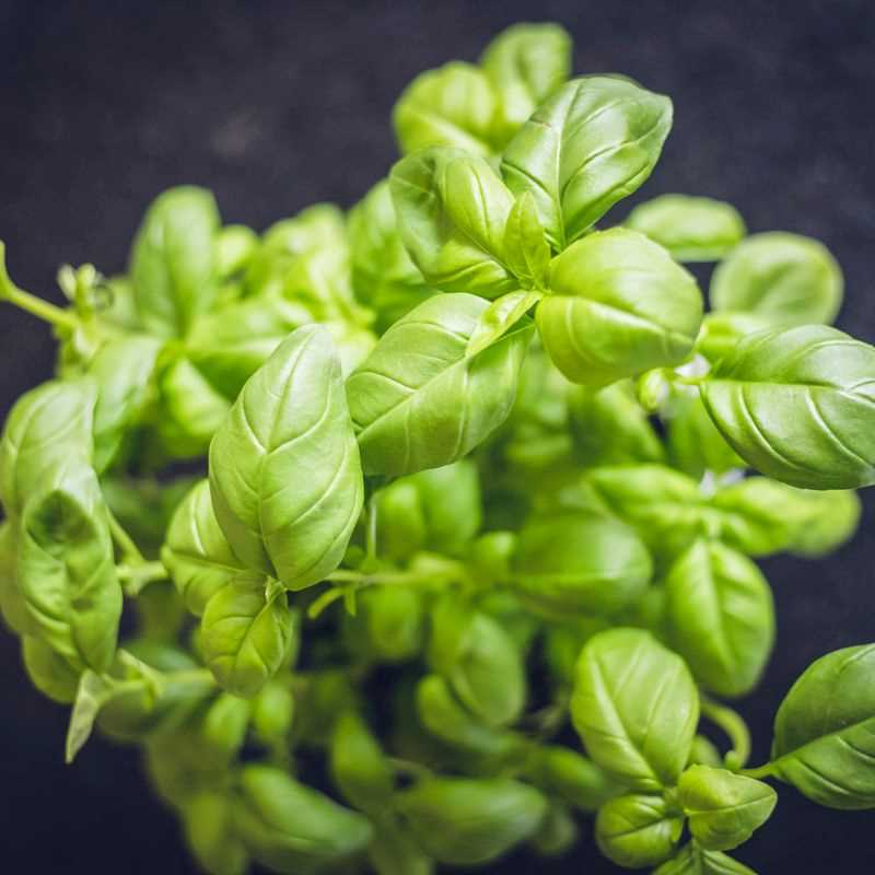Sweet Basil Seed Grow Kit