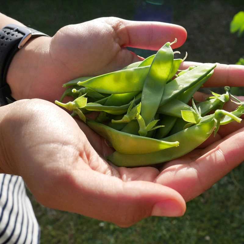 Snap Pea Seed Plug Grow Kit