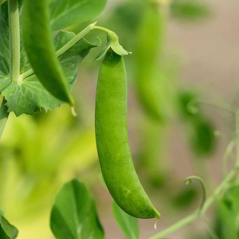 Crunch Pack Seed Plug Grow Kit