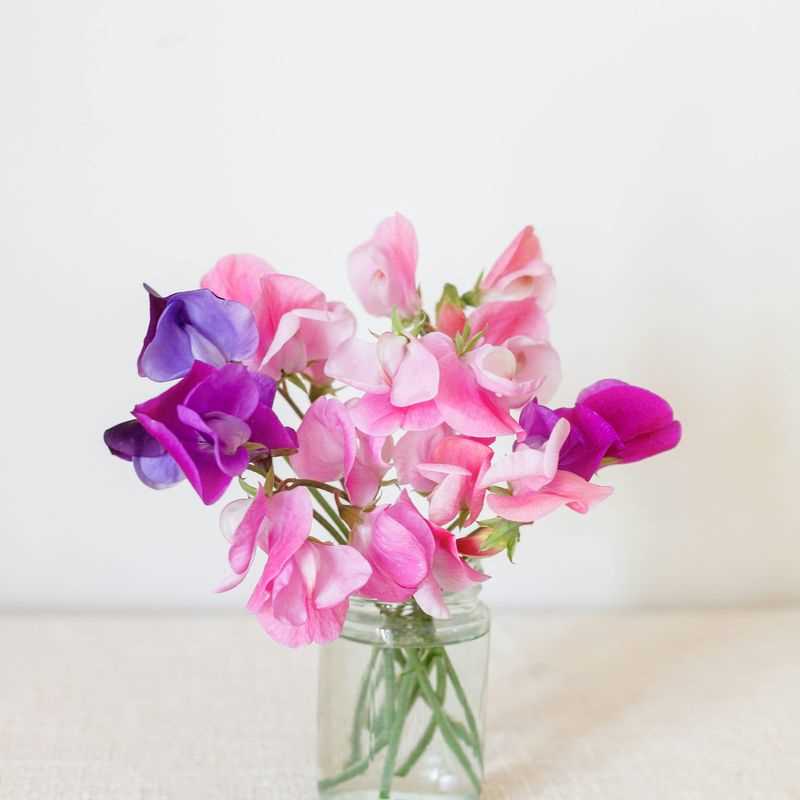 Sweet Pea Royal Family Mix Seed Grow Kit