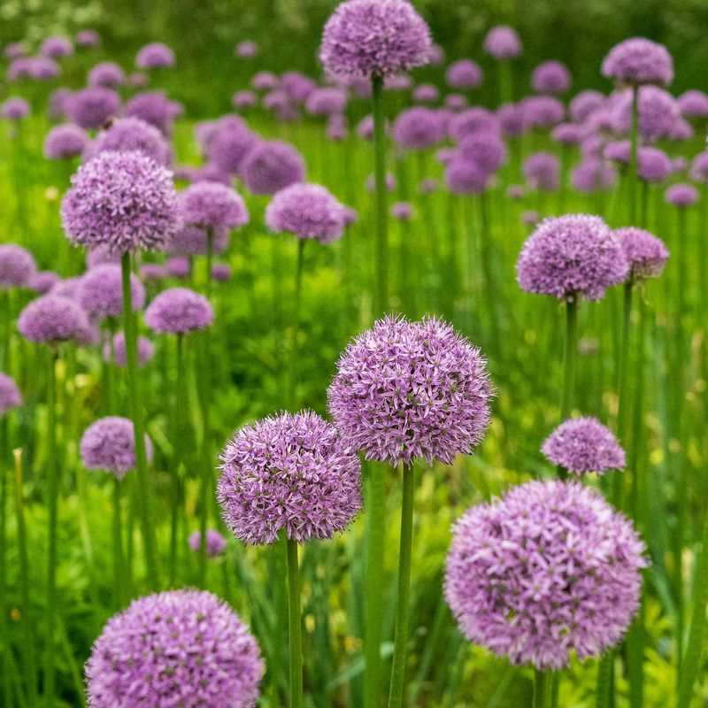 Allium Gladiator