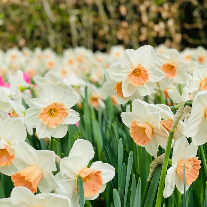 Narcissus Large-Cupped Accent