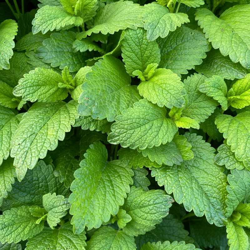 Spearmint Seed Grow Kit