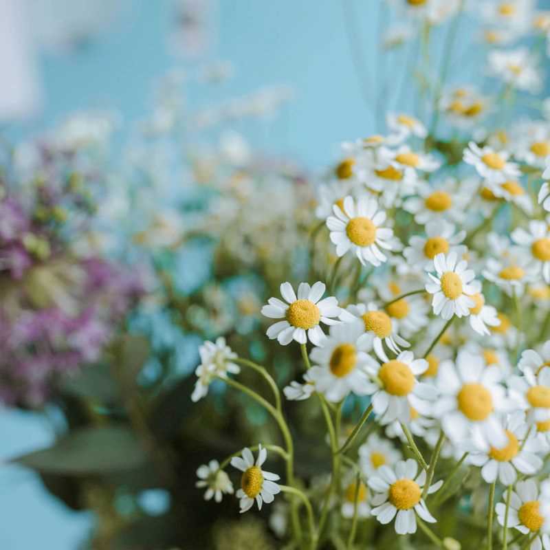 German Chamomile Seed Grow Kit