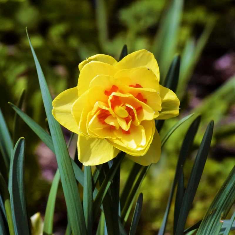 Narcissus Double Tahiti