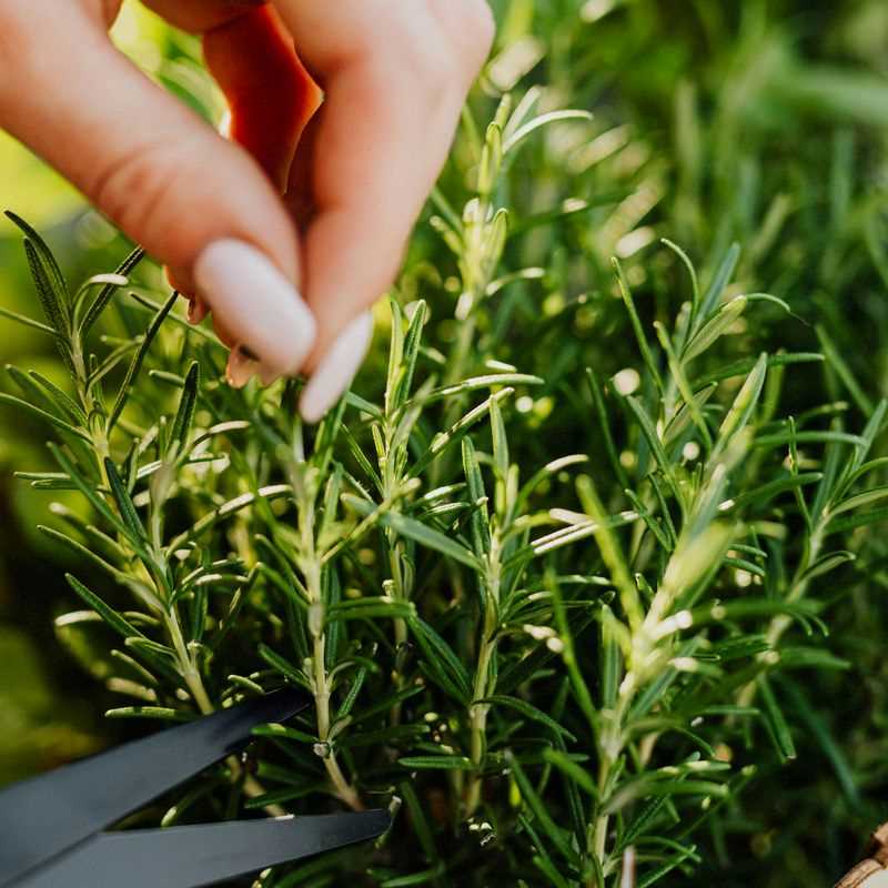 Rosemary Seed Plug Grow Kit