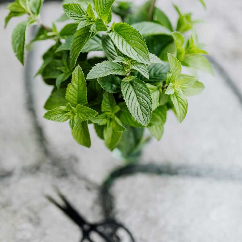 Spearmint Seed Grow Kit