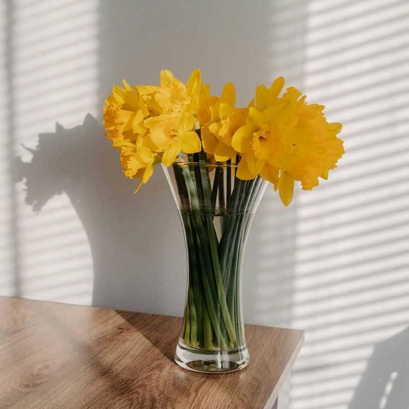 Narcissus Trumpet Dutch Master