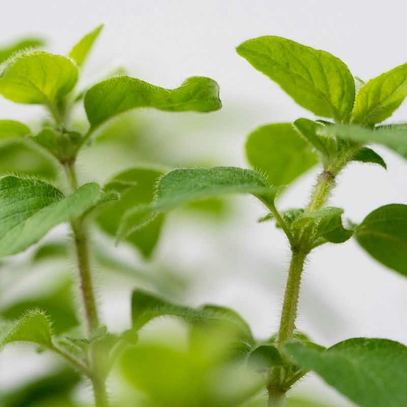 Oregano Seed Grow Kit