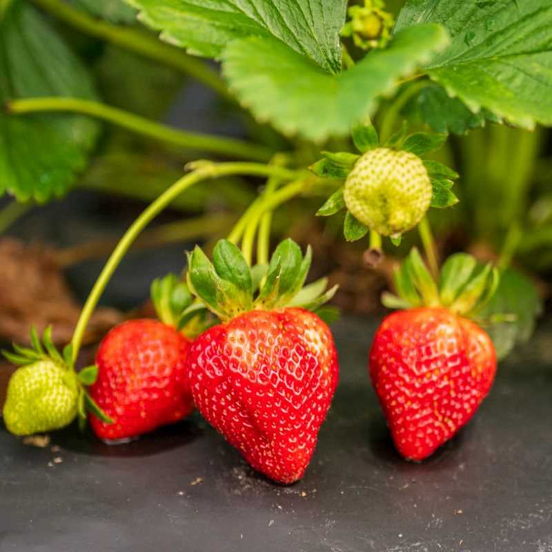 5 Albion Strawberry Plugs (Baby Plant)