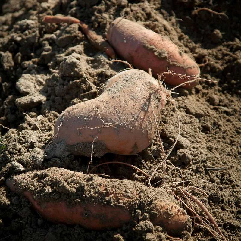 3 Sweet Potato Plugs (Baby Plant)