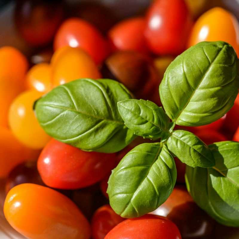 Sweet Basil Seed Grow Kit