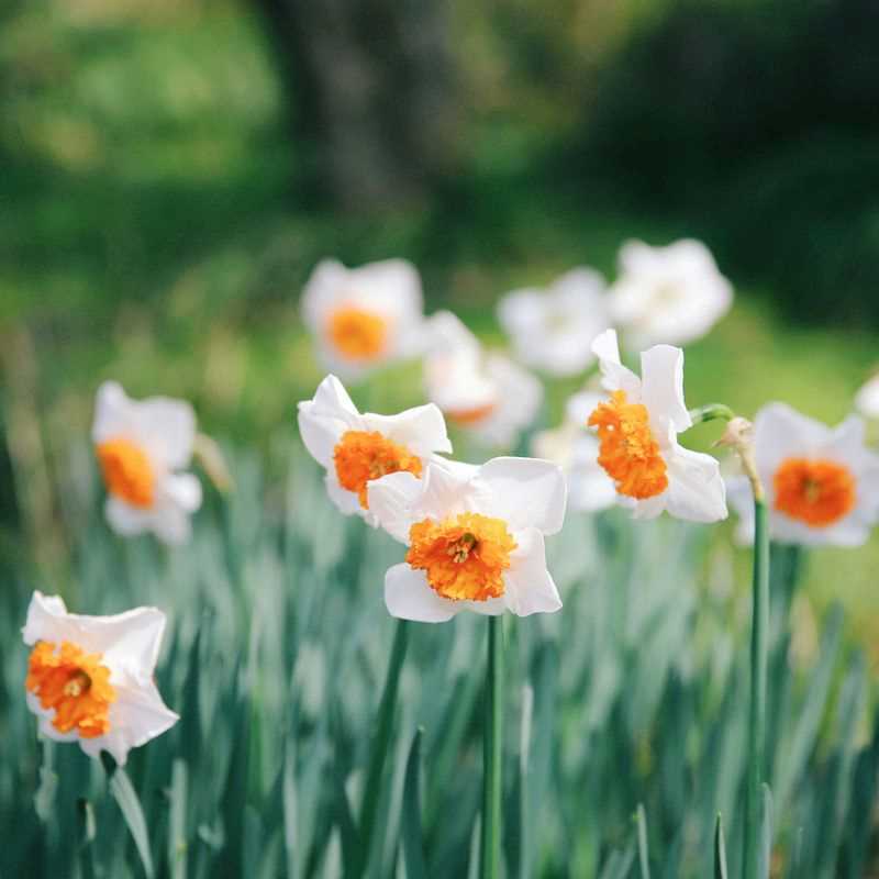 Narcissus Large-Cupped Accent