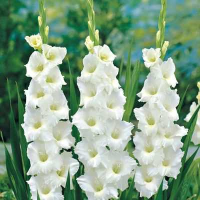 Gladiolus White Prosperity