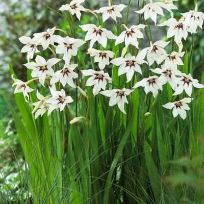 Gladiolus Callianthus Murielae
