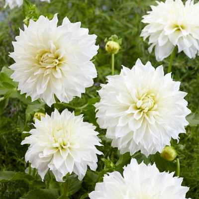 White Perfection Dahlia (Dinnerplate)
