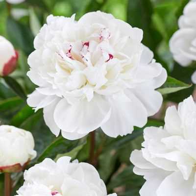 Festiva Maxima Peony